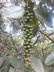 Citharexylum subflavescens