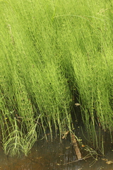 Equisetum fluviatile