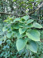 Tilia mandshurica