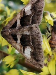Melipotis cellaris