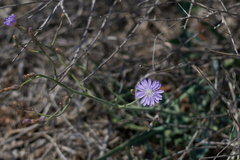 Lactuca tatarica