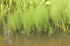 Equisetum fluviatile