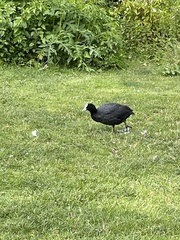 Fulica atra