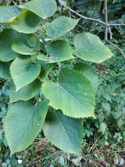 Tilia mandshurica