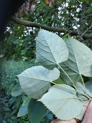 Tilia mandshurica