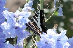 Papilio eurymedon