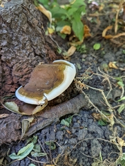 Ganoderma