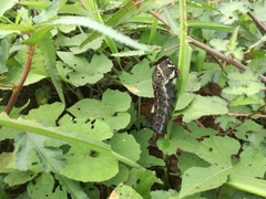 Theretra oldenlandiae