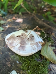Ganoderma