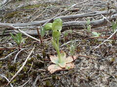Pterostylis cycnocephala
