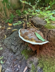 Ganoderma