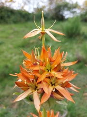 Gentiana lutea aurantiaca