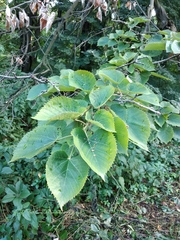 Tilia mandshurica