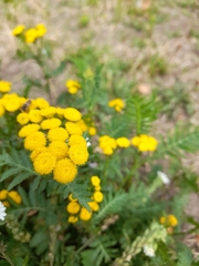 Tanacetum vulgare