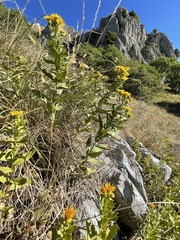 Pentanema spiraeifolium