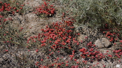 Ephedra distachya