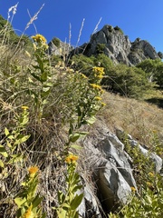 Pentanema spiraeifolium