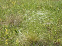 Stipa tirsa