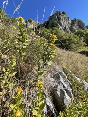 Pentanema spiraeifolium