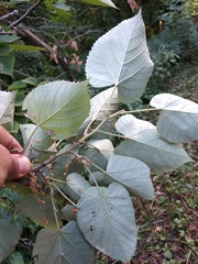 Tilia mandshurica