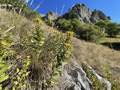 Pentanema spiraeifolium