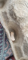 Mythimna pallens