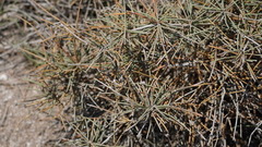 Ephedra distachya