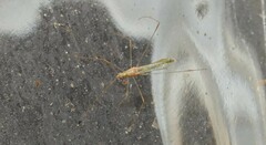 Metacanthus multispinus