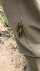 Melanoplus bivittatus