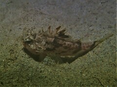 Maxillicosta scabriceps