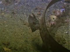Scobinichthys granulatus