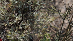 Artemisia