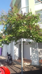 Lagerstroemia langkawiensis