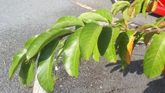 Lagerstroemia langkawiensis