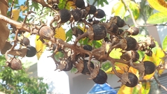 Lagerstroemia langkawiensis