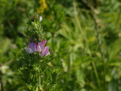 Ononis arvensis