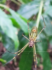 Trichonephila clavipes