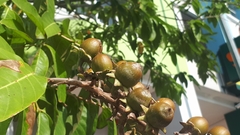 Lagerstroemia langkawiensis