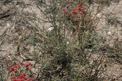 Artemisia