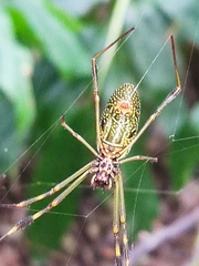Trichonephila clavipes