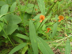 Tephrosia acaciifolia