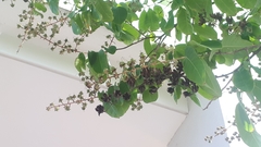 Lagerstroemia langkawiensis