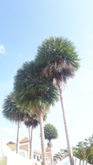 Arecaceae