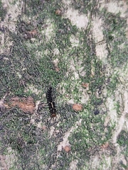 Coleoptera