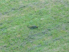 Picus viridis