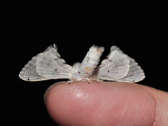 Penicillifera apicalis