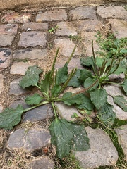 Plantago major