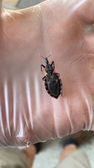 Triatoma sanguisuga