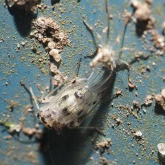 Psocus leidyi