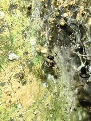 Araneoidea